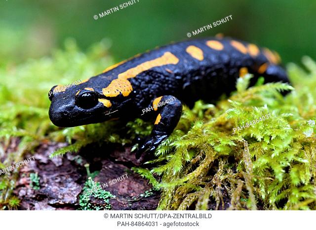 A fire salamander perches on a mossy surface near Oberhof, Germany, 18 October 2016. The Minister of the Environment for Thuringia Anja Siegesmund (Green) was...