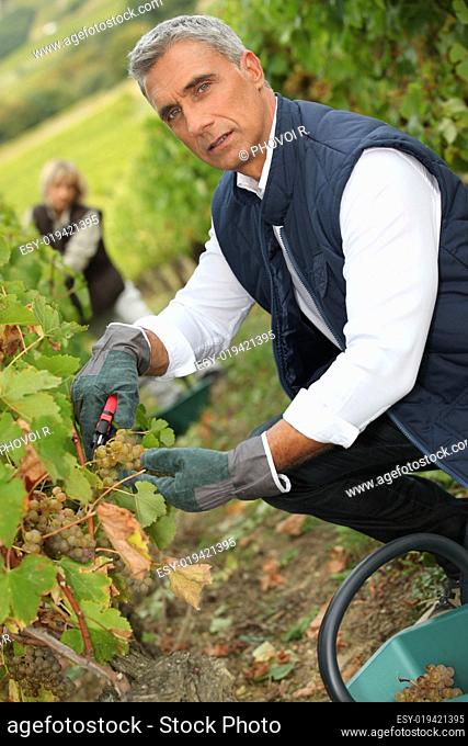 50 years old man and woman doing grape harvest