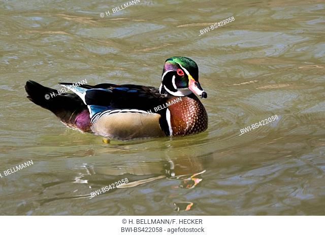 wood duck (Aix sponsa), swimming drake in breeding coloration, side view, Germany