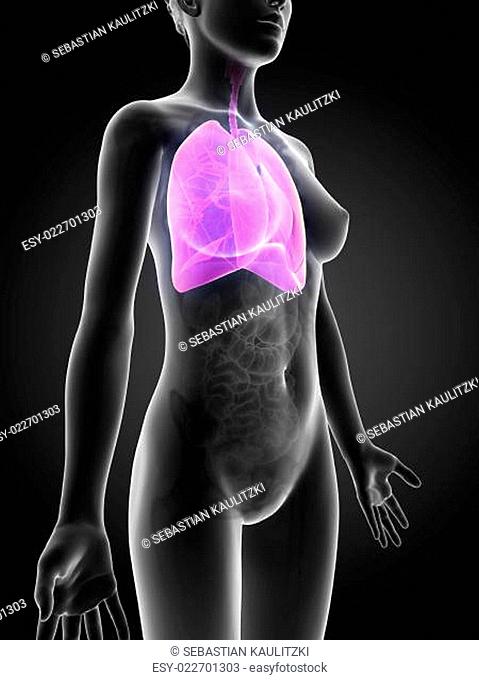 3d rendered illustration of the female anatomy - lung