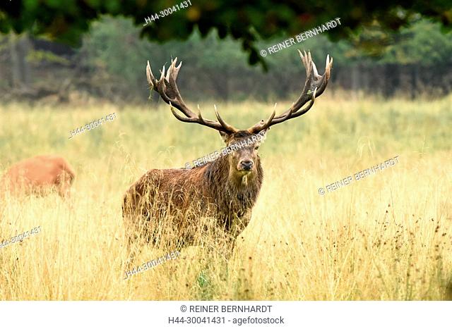 Rut, rut events, rutting season, Cerviden, Cervus elaphus, antlers, antler bearer, home game, deer, deer rut, deer, hoofed animals, nature, red deer