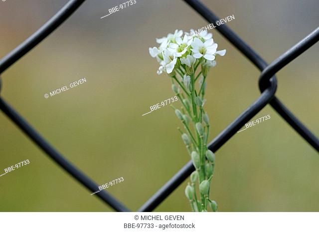 Flowering Hoary alison behind fence