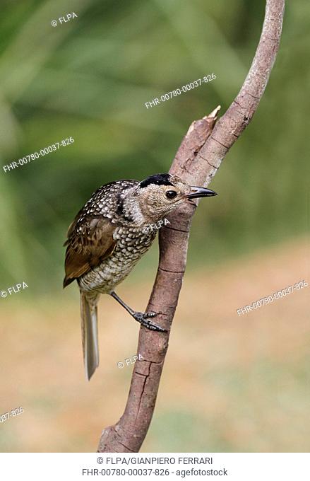 Regent Bowerbird (Sericulus chrysocephalus) adult female, perched on twig, Green Mountain, Lamington N.P., Queensland, Australia, October