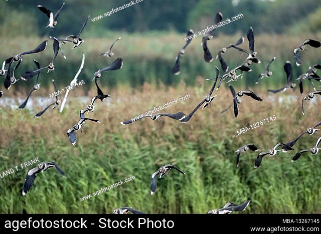 Germany, Lower Saxony, East Frisia, Lapwing (Vanellus vanellus), in the nature reserve Leyhörn near Greetsiel