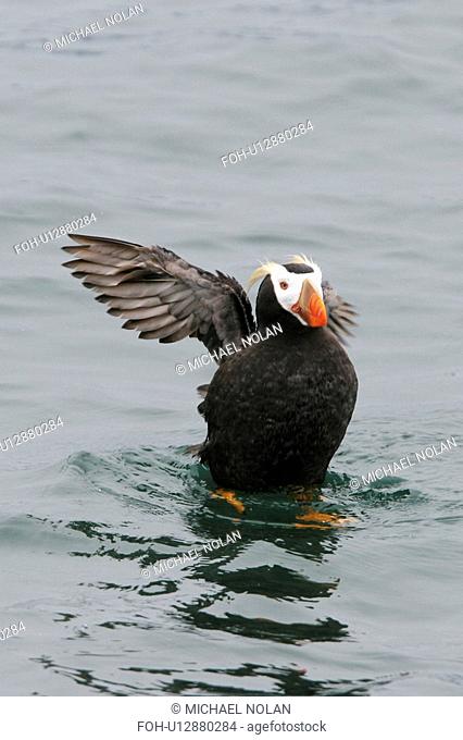 Adult Tufted Puffin Fratercula cirrhata near nesting site on South Marble Island in Glacier Bay National Park, Southeast Alaska, USA. Pacific Ocean