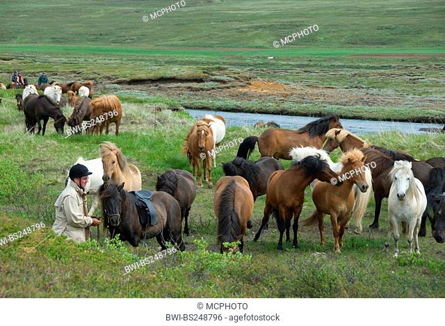 Islandic horse, Iceland pony Equus przewalskii f. caballus, woman with herd, Iceland