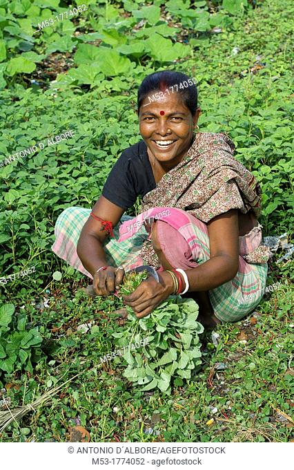 an indian woman cut the stems of a bunch of vegetable in dhapa district  kolkata  west bengal  india