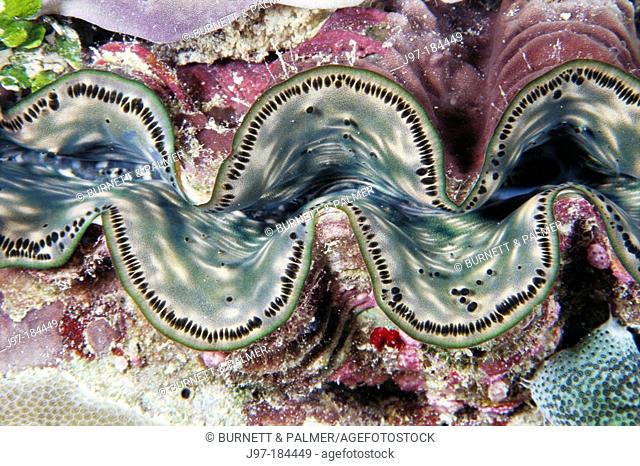 Giant Clam (Tridacna gigas) mantle