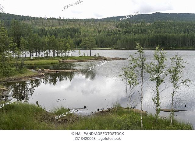 landscape with trees on green river shore, shot under bright cloudy summer light near Sokna, Norway