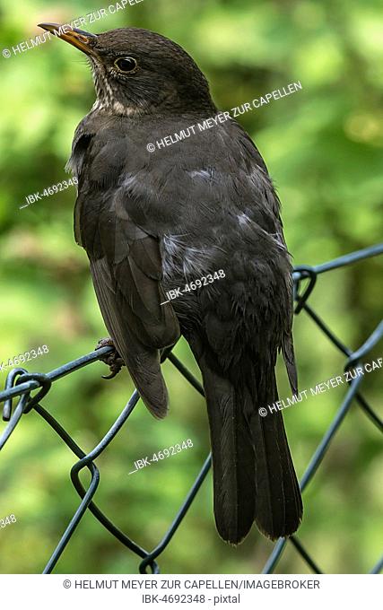 Young Blackbird (Turdus merula) sits on a fence, Bavaria, Germany