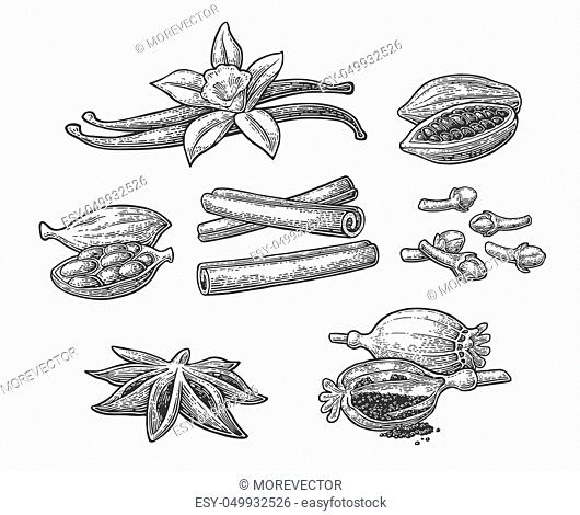 Set of spices. Anise star, cardamom, clove, cinnamon stick, fruits of cocoa beans, vanilla stick and flower, poppy heads and seeds