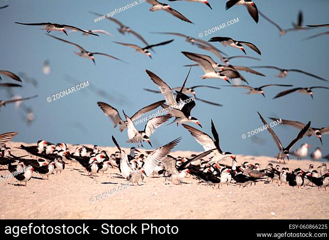 Flock of black skimmer terns Rynchops niger on the beach at Clam Pass in Naples, Florida