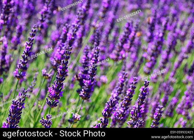 Lavendel - lavender 96