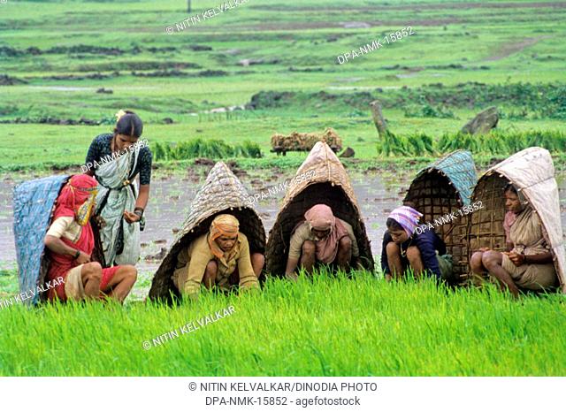 Farmers working in paddy field, Malshej, Maharashtra