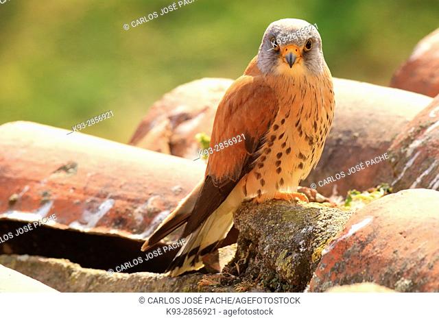 Lesser kestrel, male, in a colony. Extremadura, Spain