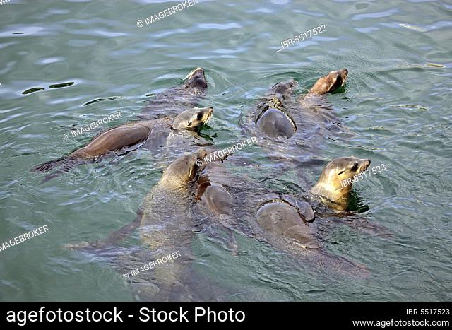 California sea lions (Zalophus californianus), Monterey, California, california sea lion, USA, North America
