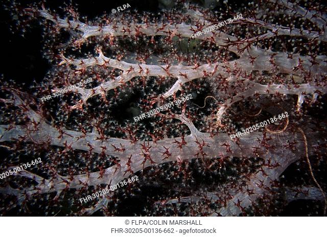 Divaricate Tree Coral Dendronephthya Roxasia sp Badian Island, Cebu, Philippines