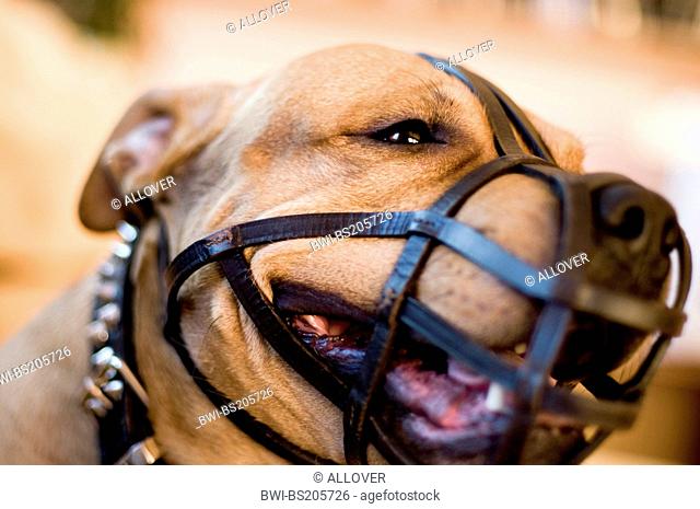 fighting dog with muzzle