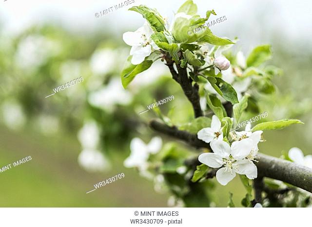 Close up of white blossoms on branches in spring