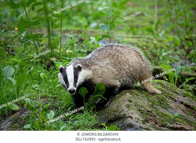 European Badger - standing / Meles meles