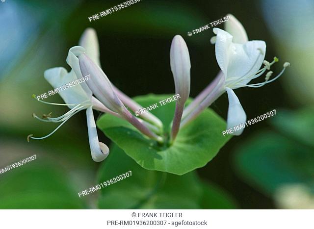 Perfoliate honeysuckle, Lonicera caprifolium / Gartengeissblatt, Lonicera caprifolium