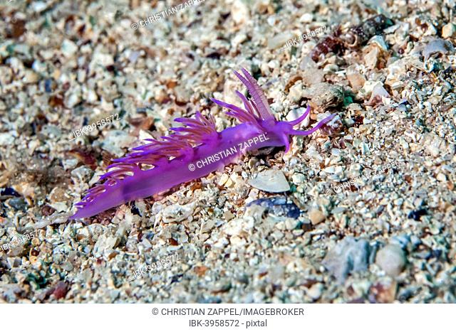 Violette sea slug (Flabellina affinis), Mediterranean Sea, Croatia