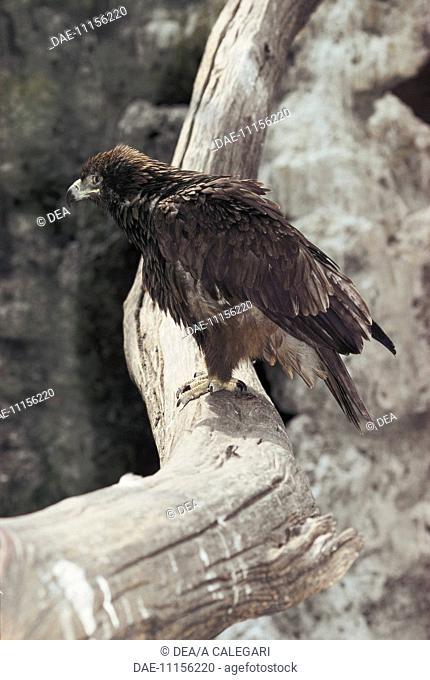 Booted Eagle (Aquila pennata) on log