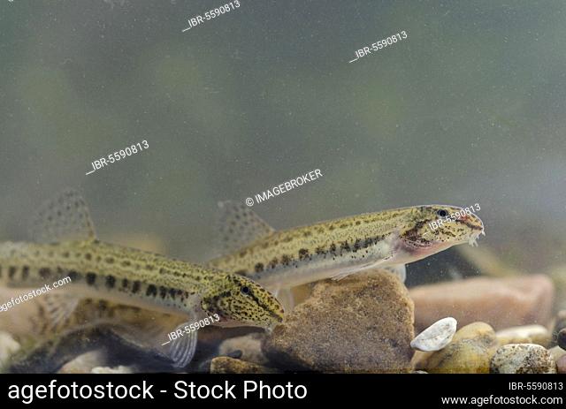 Spined Loach (Cobitis taenia), Spined goby, spined loach, Animals, Other animals, Fish, Carp-like, Spined Loach adult pair, swimming over gravel, River Trent