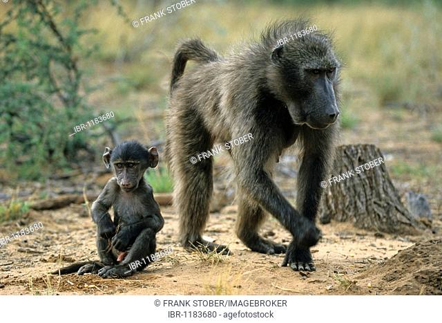 Baboon (Papio) with young