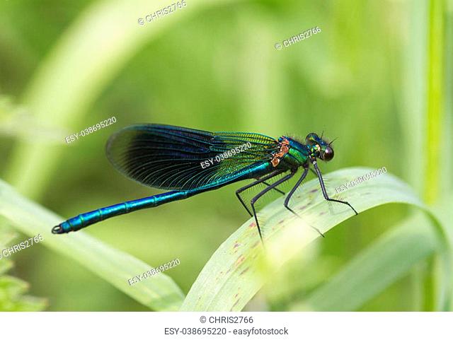 Banded demoiselle (Calopteryx splendens) perched on a leaf