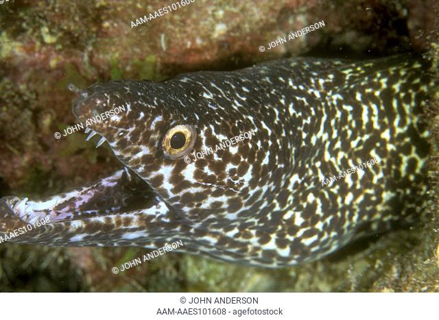 Spotted Moray Eel (Gymnothorax moringa)