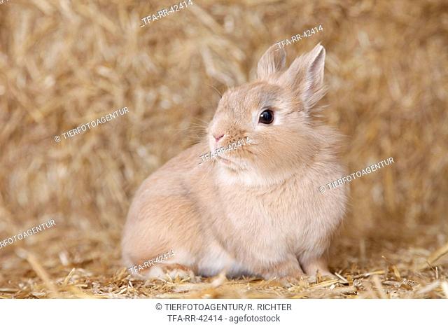 lion-headed rabbit