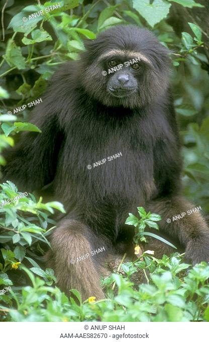 Mueller's Gibbon sitting (Hylobates muelleri) captive