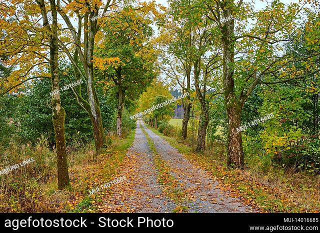 forest path, autumn, grebenhain, vogelsberg, hesse, germany