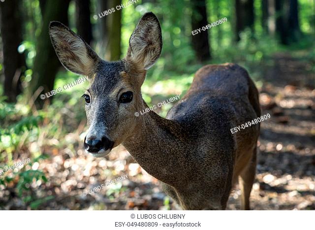 Roe deer in forest, Capreolus capreolus. Wild roe deer in nature