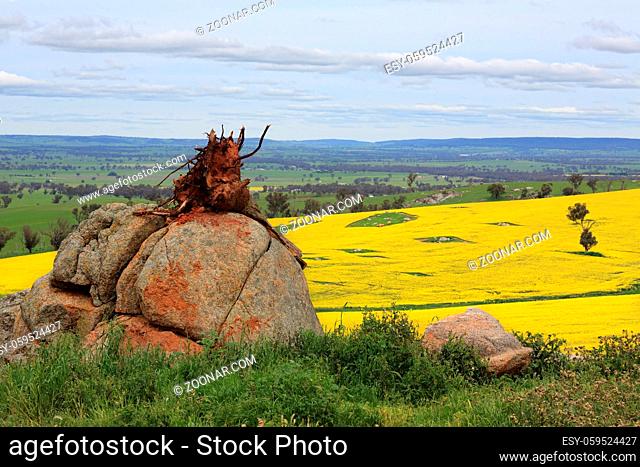 A tree stump balancing on a large boulder and in the distance, fields of canola and grazing pastures and farm buildings. Focus to foreground only