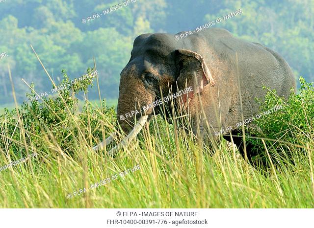 Asian Elephant (Elephas maximus indicus) adult male, standing on grassland at edge of forest, Jim Corbett N.P., Uttarkhand, India, May