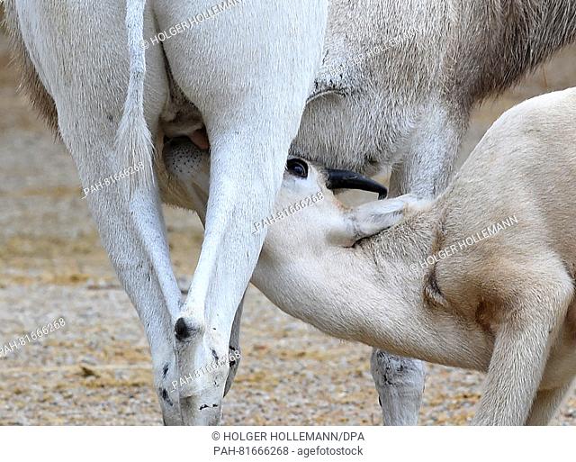 A young white Addax desert antelope drinks from the teats of its mother in the outdoor enclosure at the zoo in Hannover, Germany, 30 June 2016