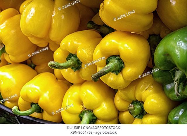 Yellow Peppers, Close Up. Two Peppers Highlighted Amongst Many. Seen on Display and For Sale in a New York City, Manhattan, Food Market