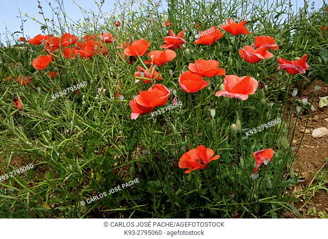 Poppy field (Papaver rhoeas), Spain