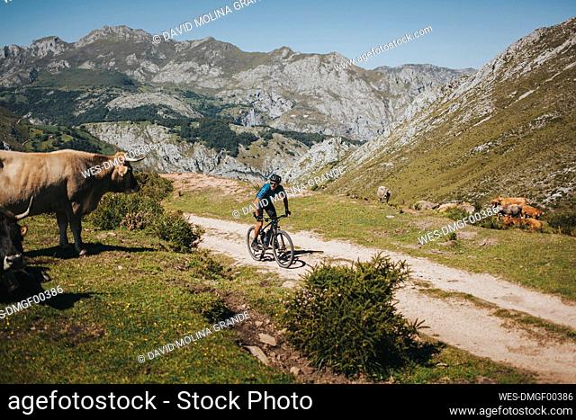 Male cyclist riding mountain bike by cow, Picos de Europa National Park, Asturias, Spain