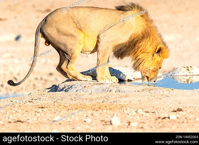 Afrikanischer Loewe (Panthera leo), Afrikanischer Löwe in Namibia
