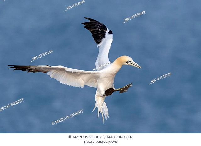Northern gannet (Morus bassanus) approaching, Heligoland, Schleswig-Holstein, Germany