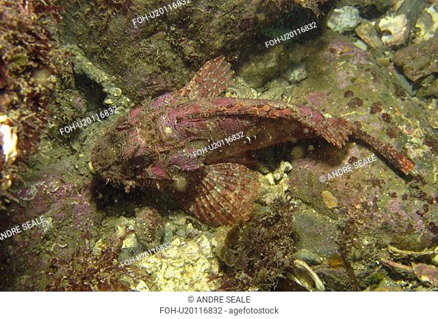 Scorpion fish Scorpaenopsis sp. Munsom island, Jeju-Do, South Korea East Sea