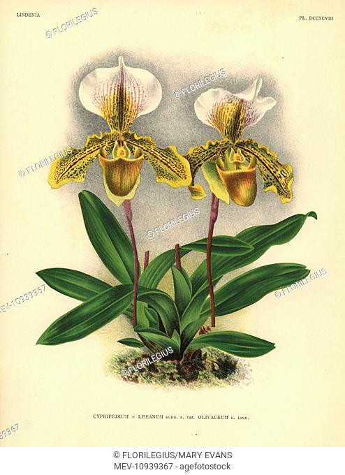 Olicaveum variety of Cypripedium Leeanum hybrid orchid. . Illustration drawn by C. de Bruyne and chromolithographed by P