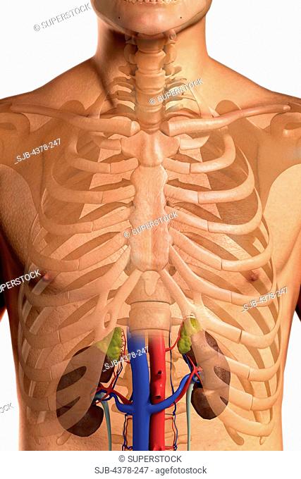 Front view of the upper body showing the renal system and it's blood supply