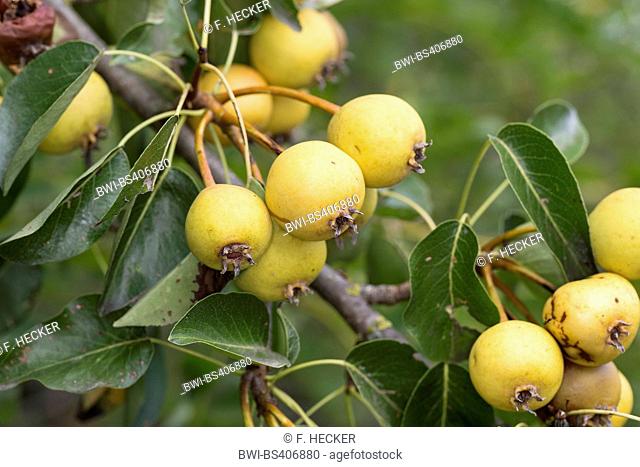 European Wild Pear, Wild Pear (Pyrus pyraster), branch with fruits, Germany