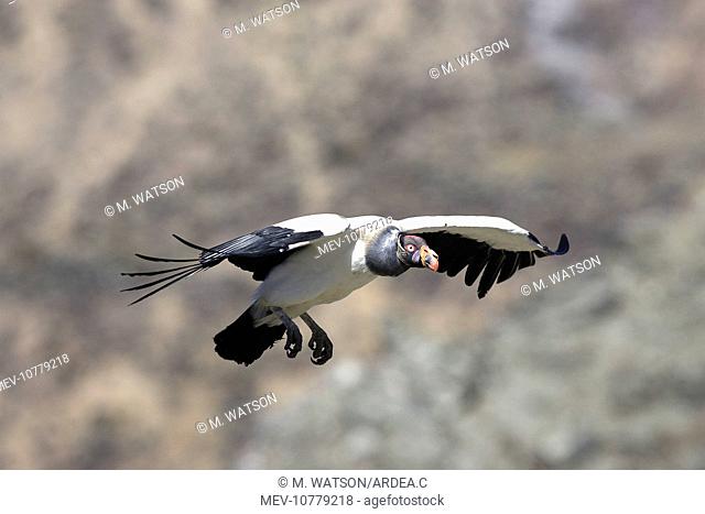 King Vulture - in flight (Sarcoramphus papa)