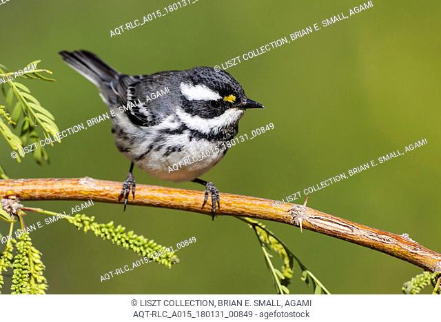 Black-throated Gray Warbler, Setophaga nigrescens, Black-throated Grey Warbler