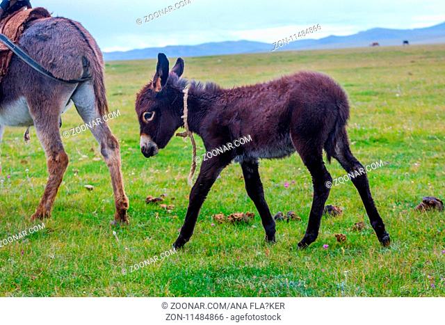 Baby donkey following mama donkey in a green pasture